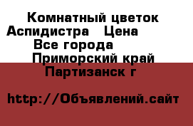 Комнатный цветок Аспидистра › Цена ­ 150 - Все города  »    . Приморский край,Партизанск г.